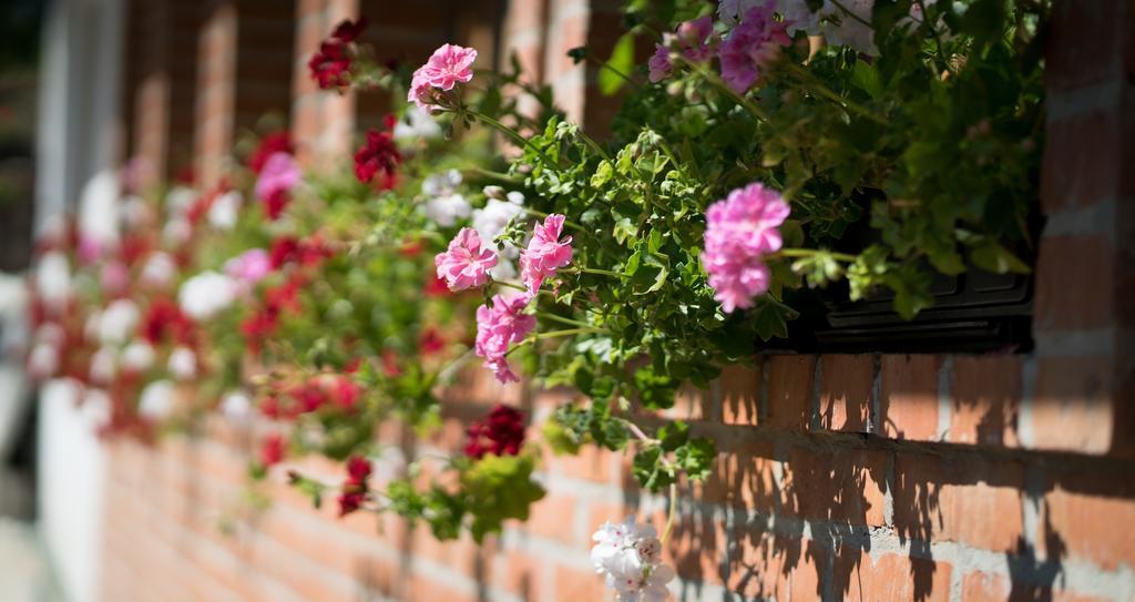 Guest House Vila Djokic Zlatibor Exterior photo